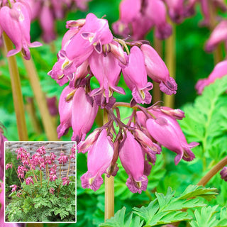 Luxuriant Fernleaf Bleeding Heart